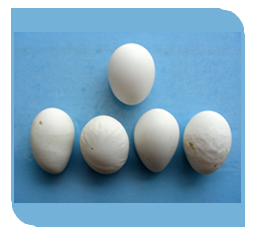 Misshapen egg with ridges